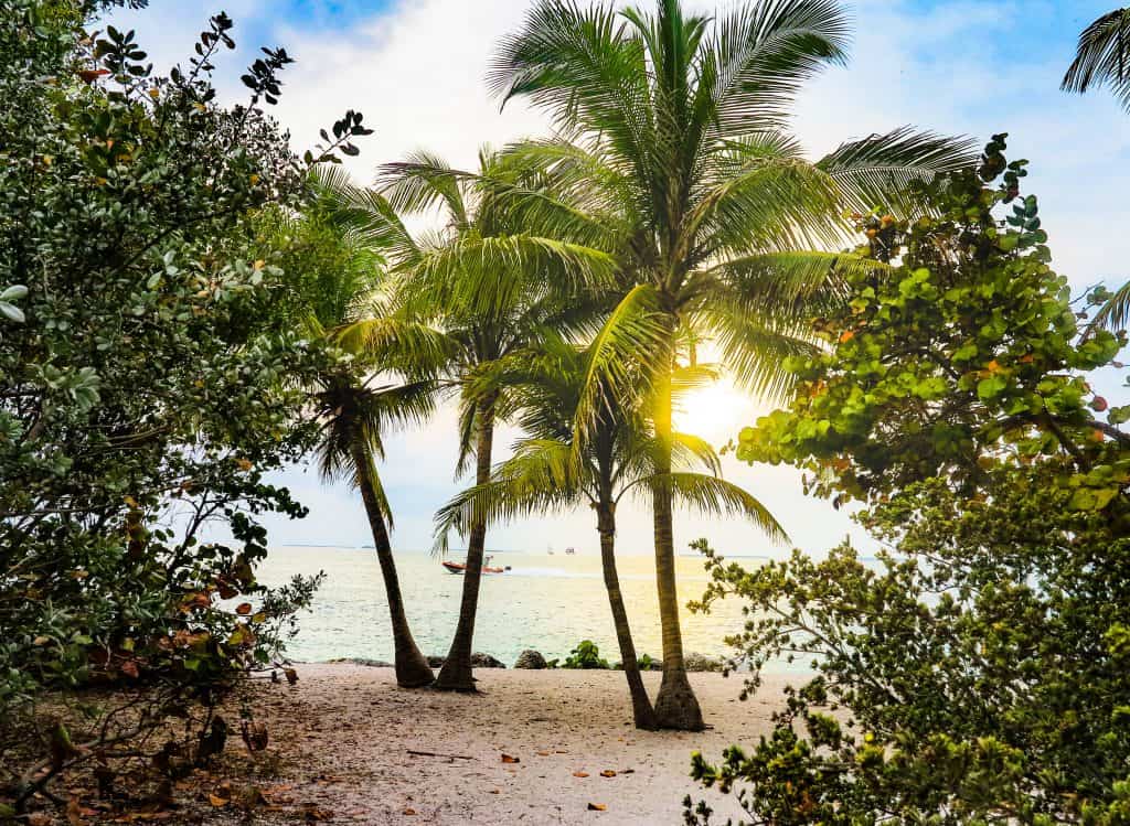 Florida Beach Coconut Trees